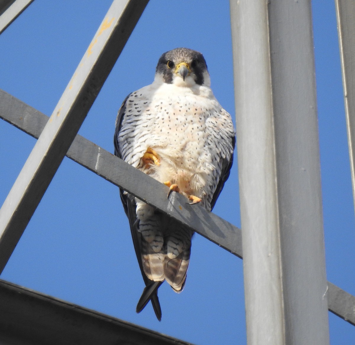 Peregrine Falcon (Tundra) - ML645669379