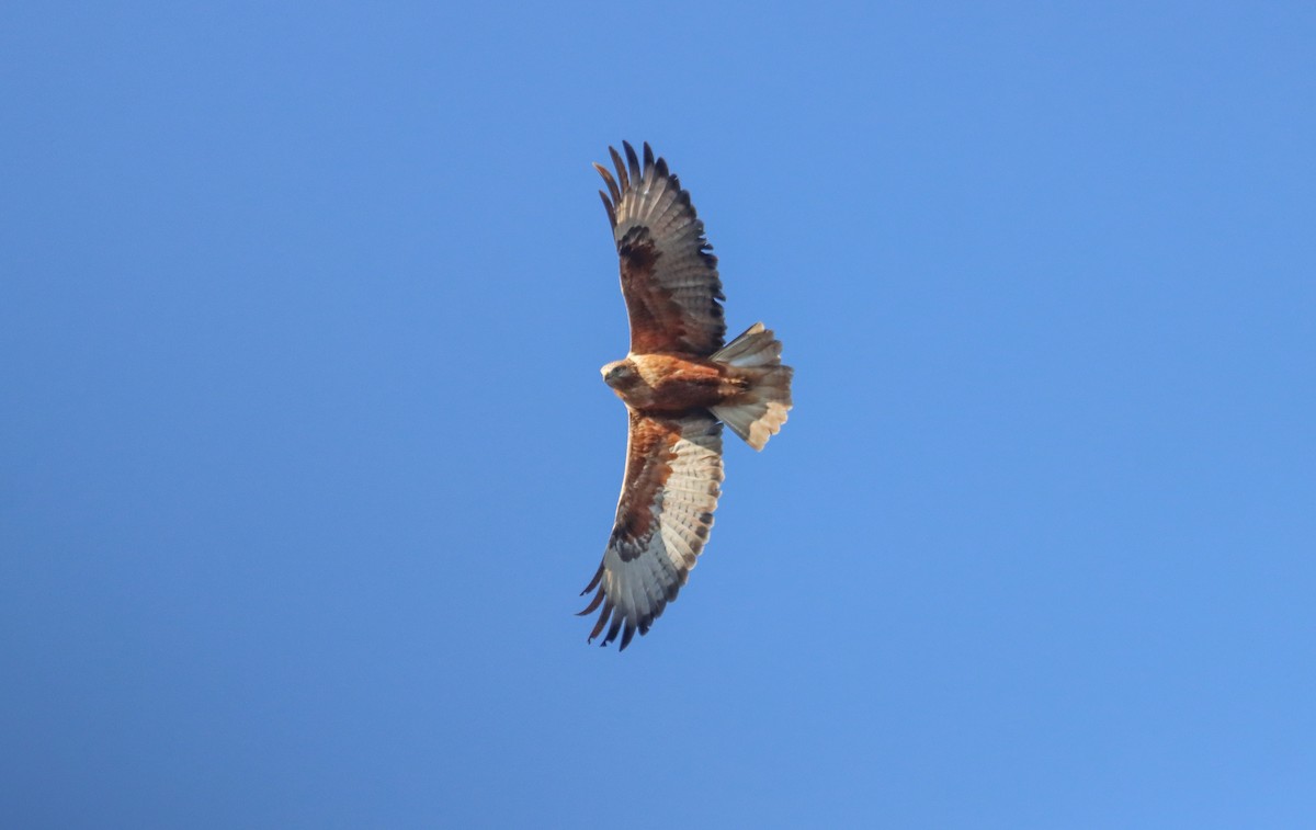 Long-legged Buzzard - ML645669380