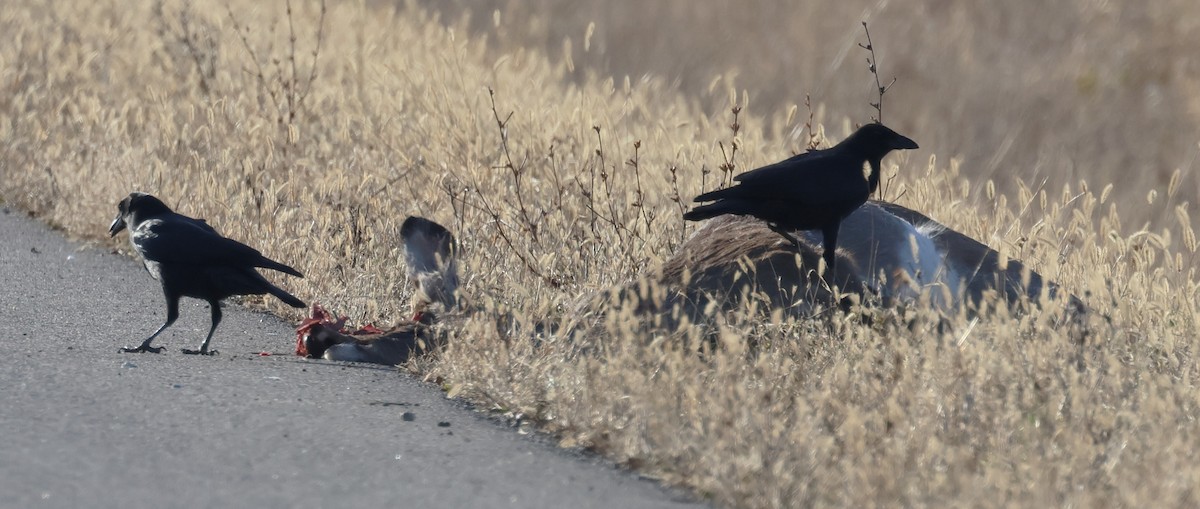 עורב שחור - ML645669382