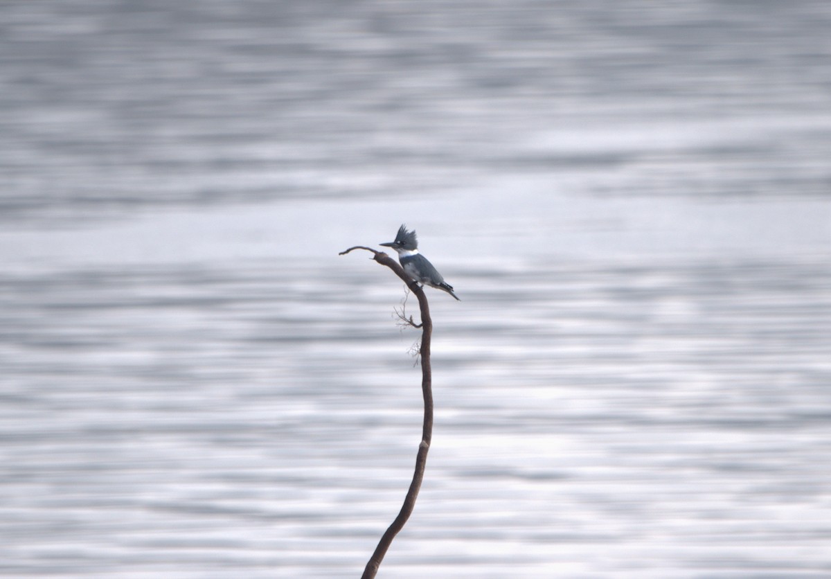 rybařík pruhoprsý - ML645669384