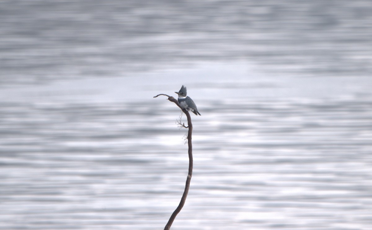 rybařík pruhoprsý - ML645669385