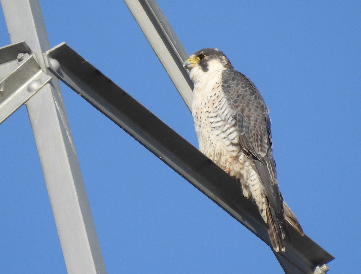 Peregrine Falcon (Tundra) - ML645669386