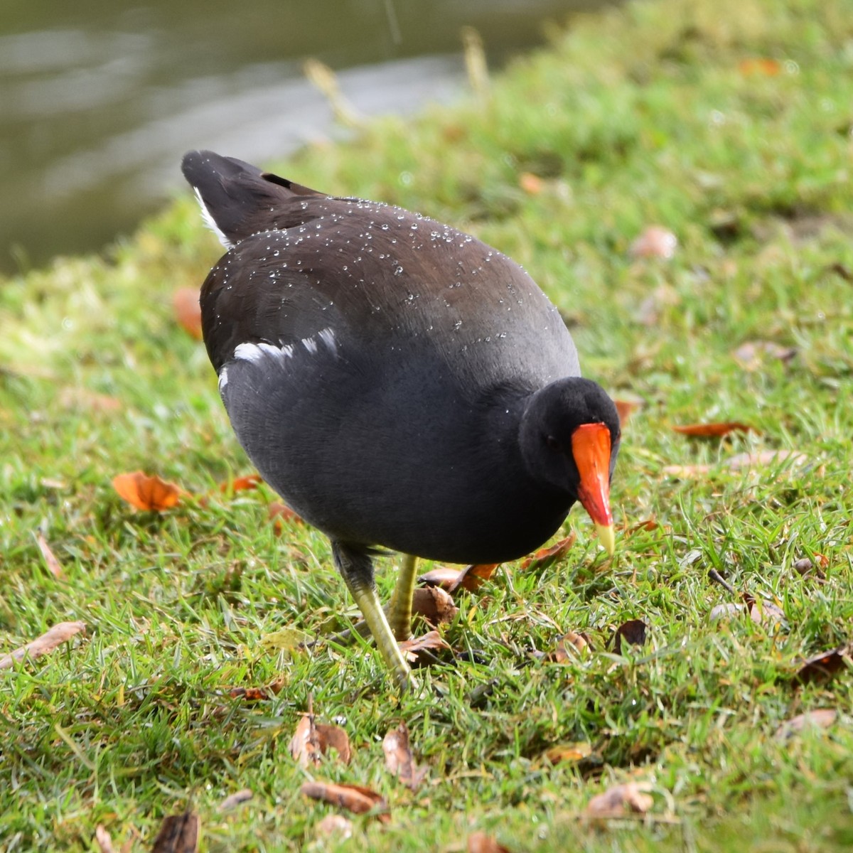 Gallinule d'Amérique - ML645669388