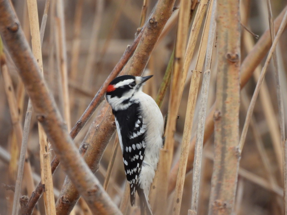 Downy Woodpecker - ML645669389