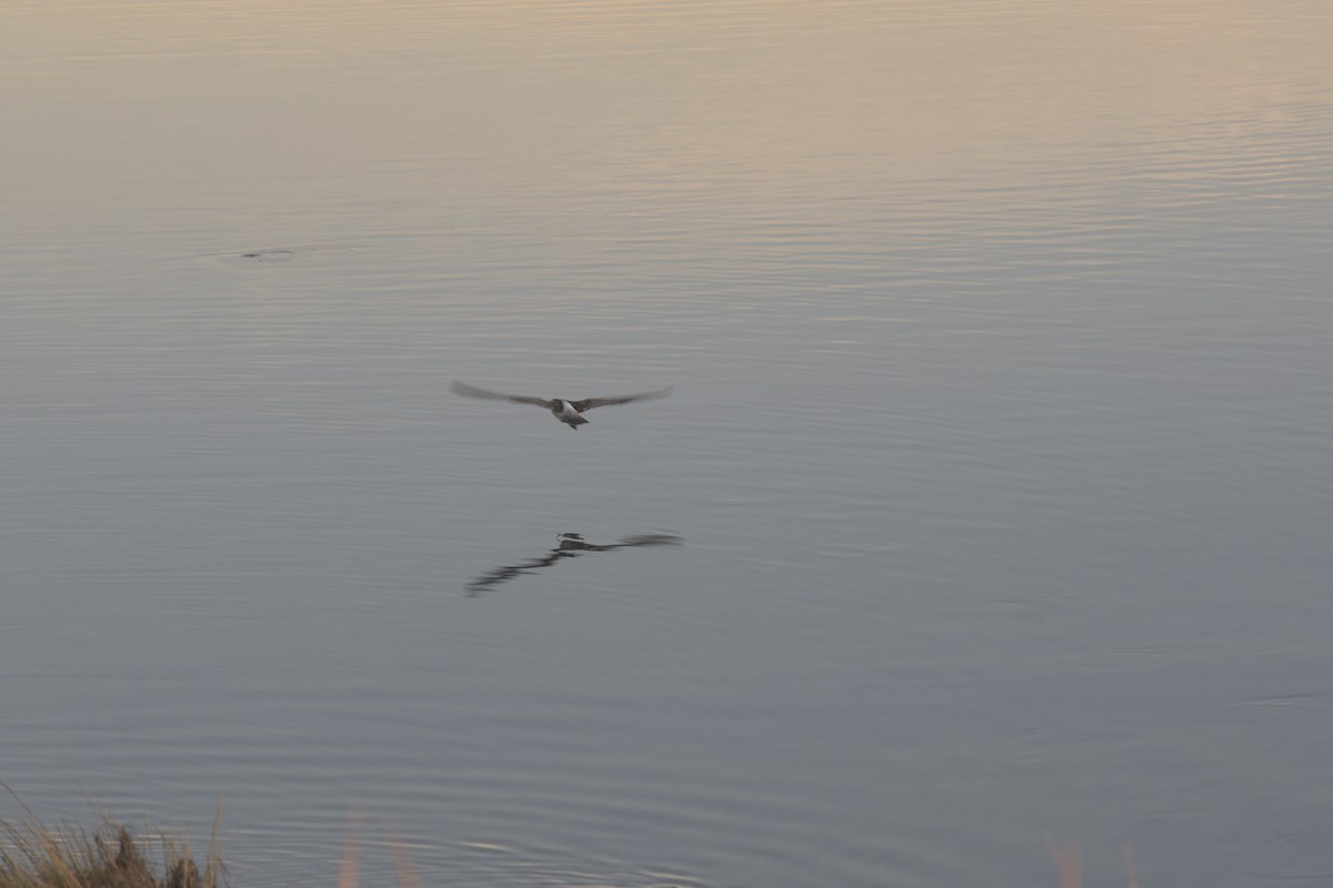 Eurasian Whimbrel - ML645669399