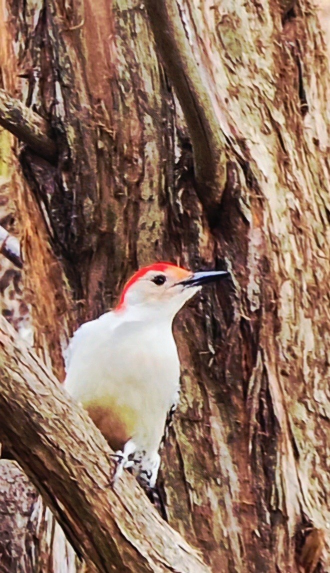 Kızılca Karınlı Ağaçkakan - ML645669400