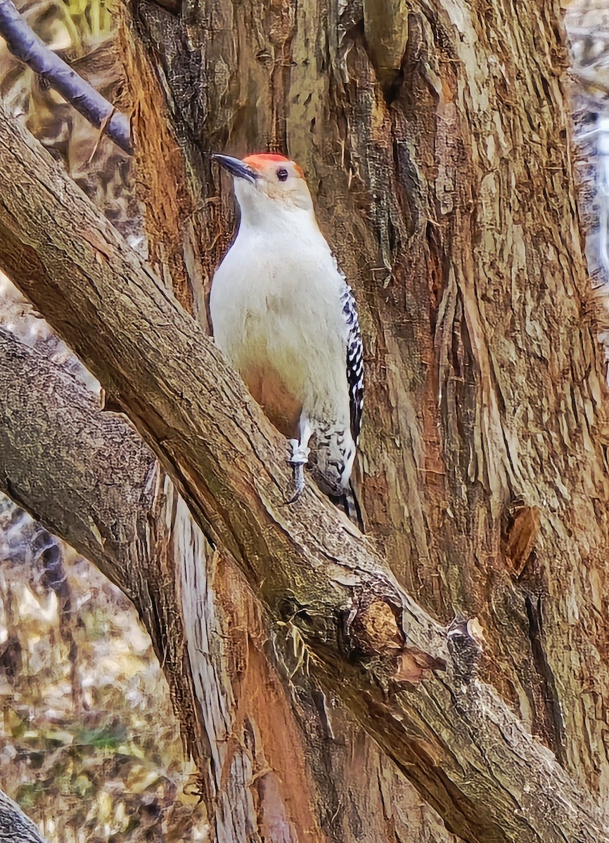 Kızılca Karınlı Ağaçkakan - ML645669401