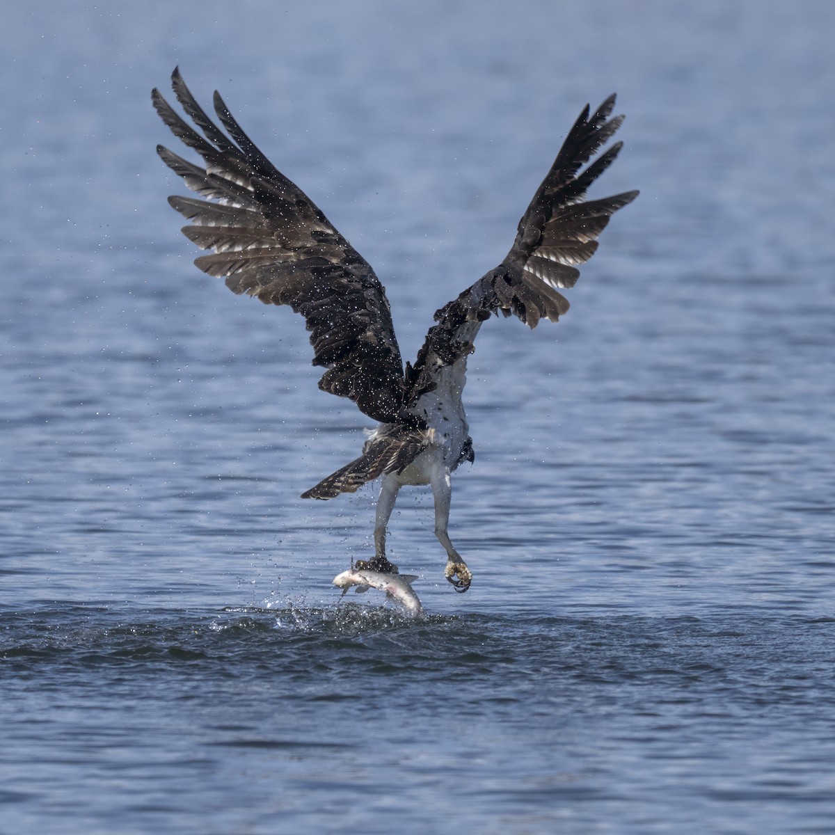 Osprey - ML645669403