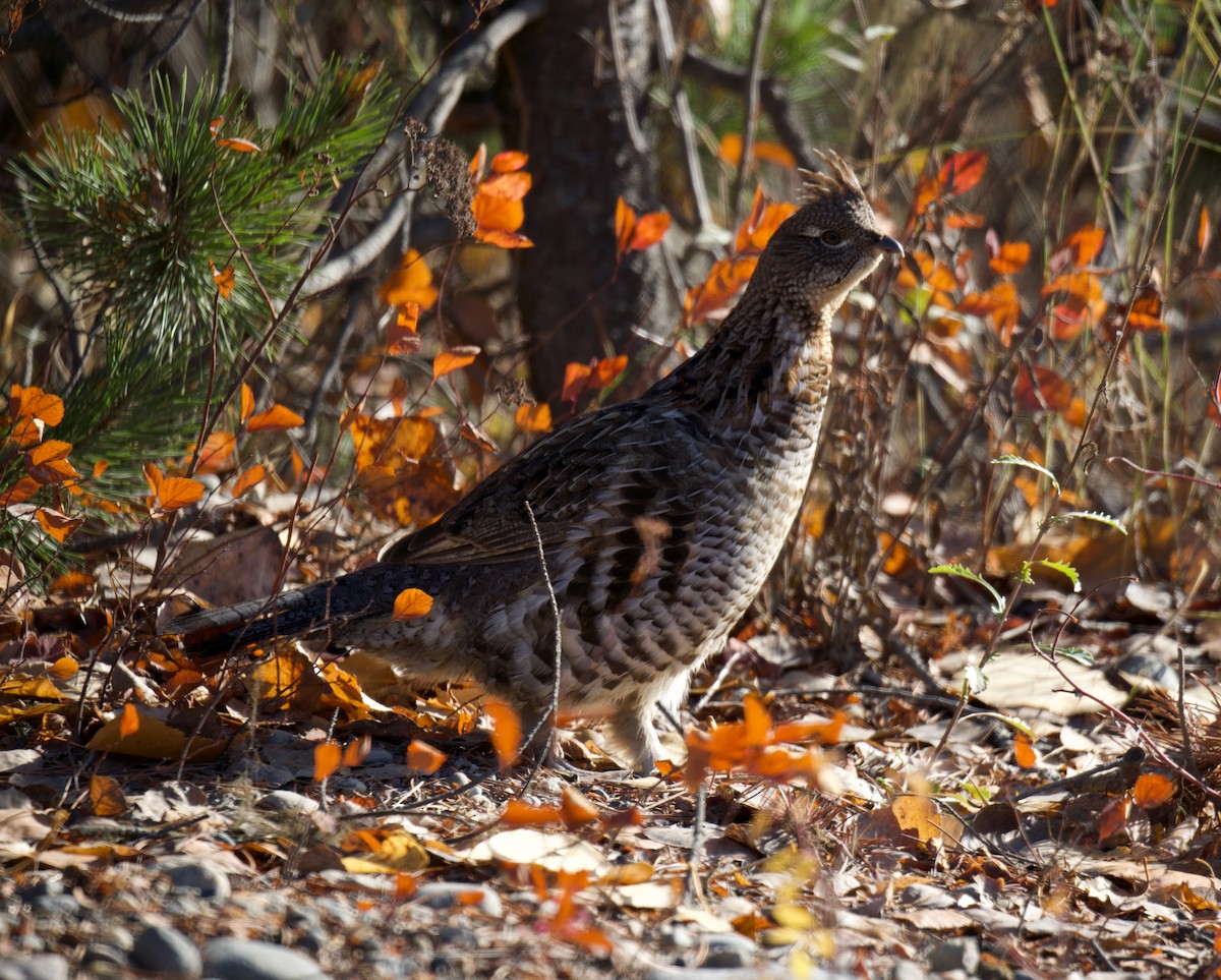 jeřábek kanadský - ML645669408
