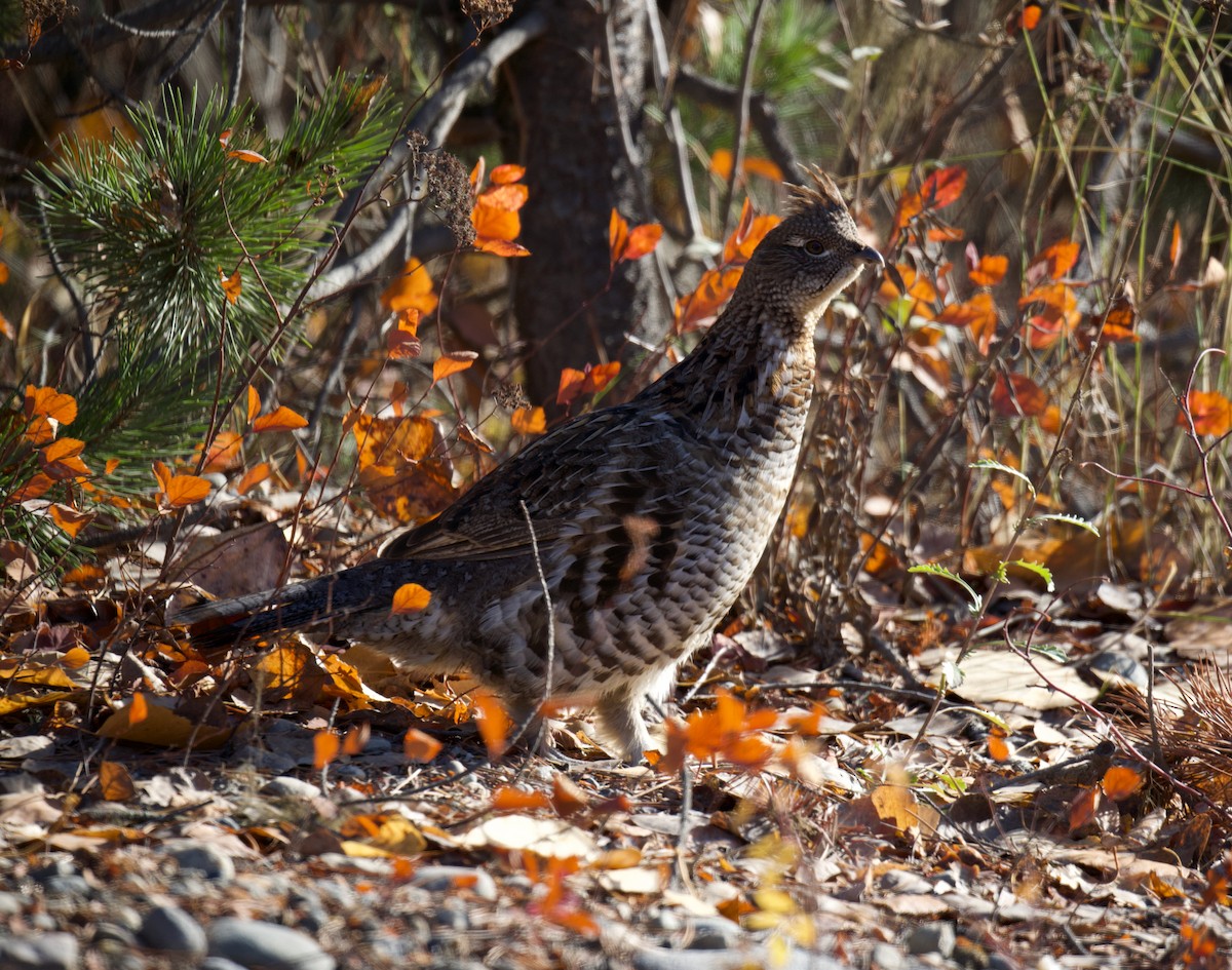 jeřábek kanadský - ML645669409