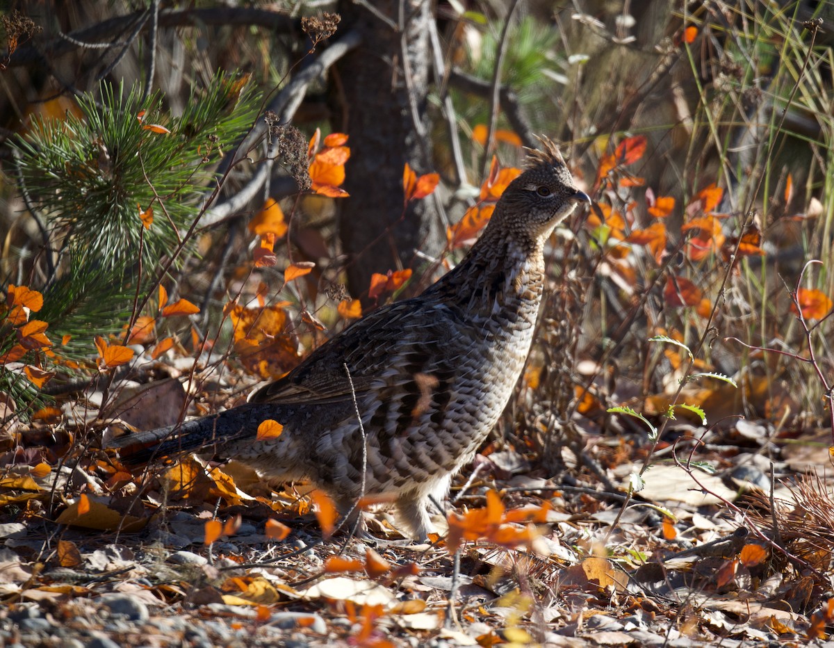 jeřábek kanadský - ML645669410