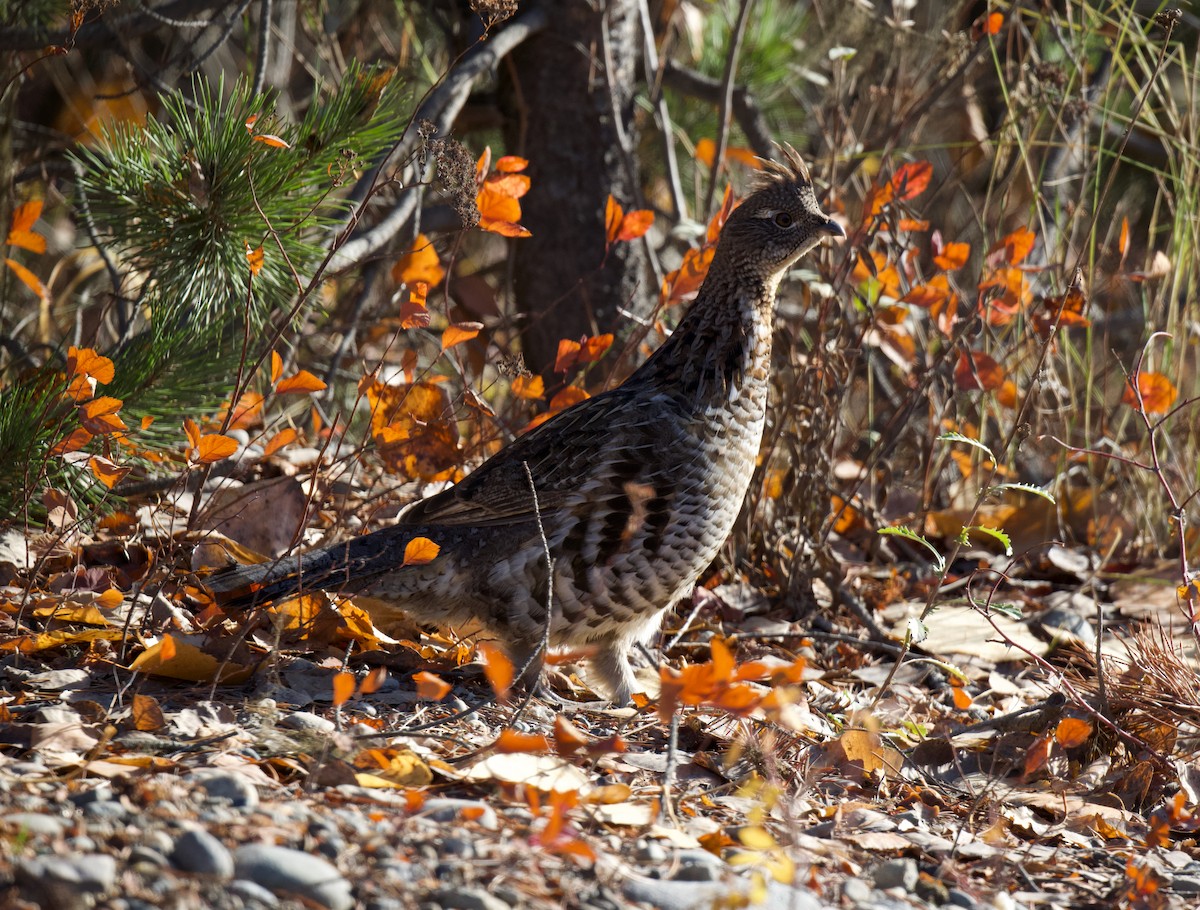 jeřábek kanadský - ML645669411
