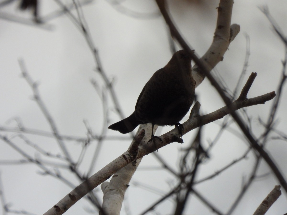 Rusty Blackbird - ML645669428