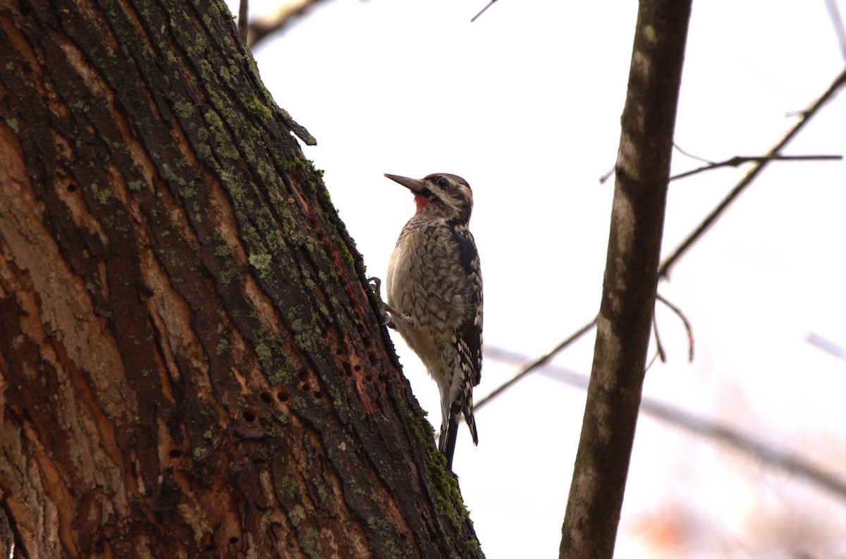 datel rudohrdlý - ML645669442