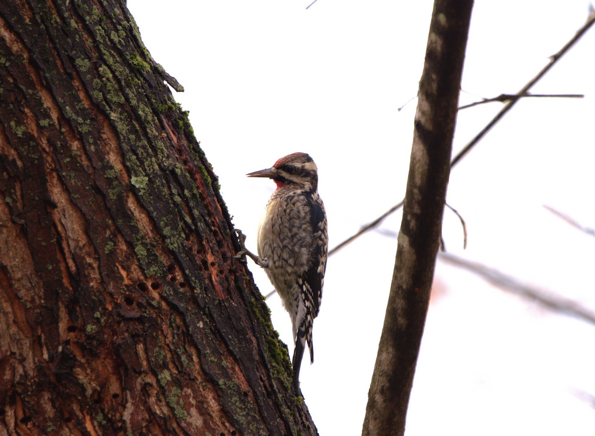 datel rudohrdlý - ML645669443