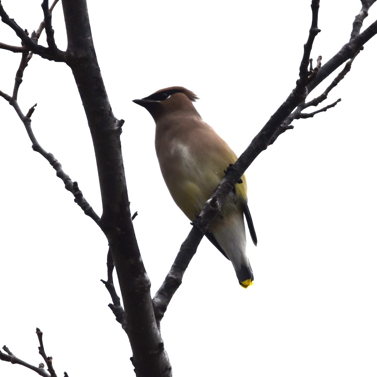 Jaseur d'Amérique - ML645669446