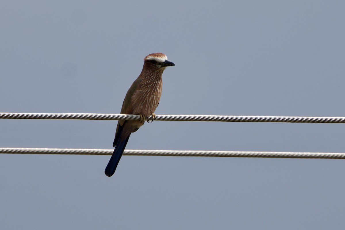 Purple Roller - ML645669453