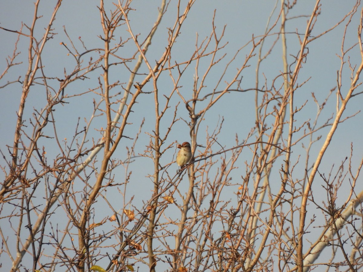 American Tree Sparrow - ML645669454