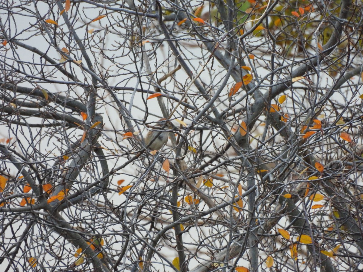 American Tree Sparrow - ML645669455