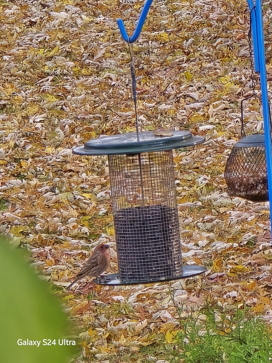 Ev Çütresi - ML645669456