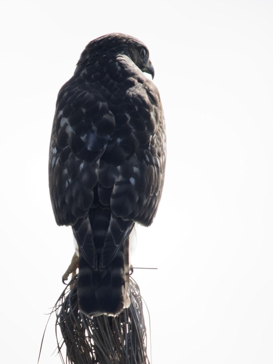 Red-shouldered Hawk - ML645669457