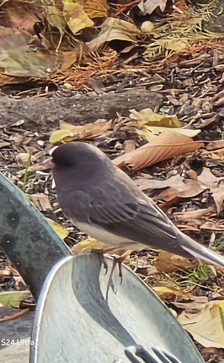 Kara Gözlü Junko - ML645669463