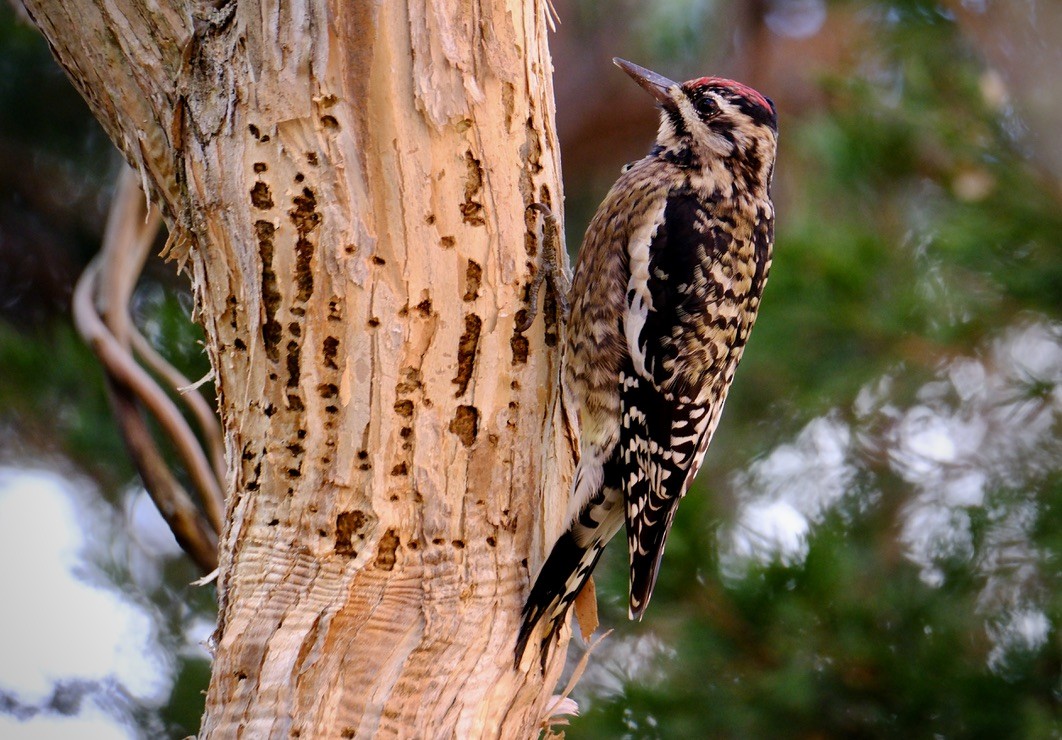 Yellow-bellied Sapsucker - ML645669483