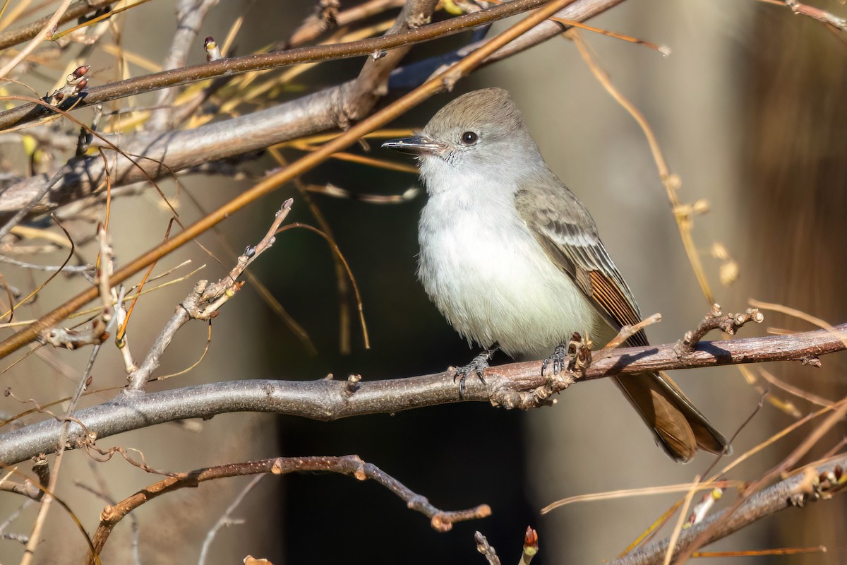 Ash-throated Flycatcher - ML645669484