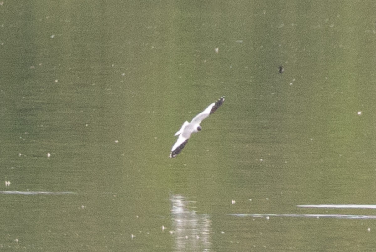 Sabine's Gull - ML645669488