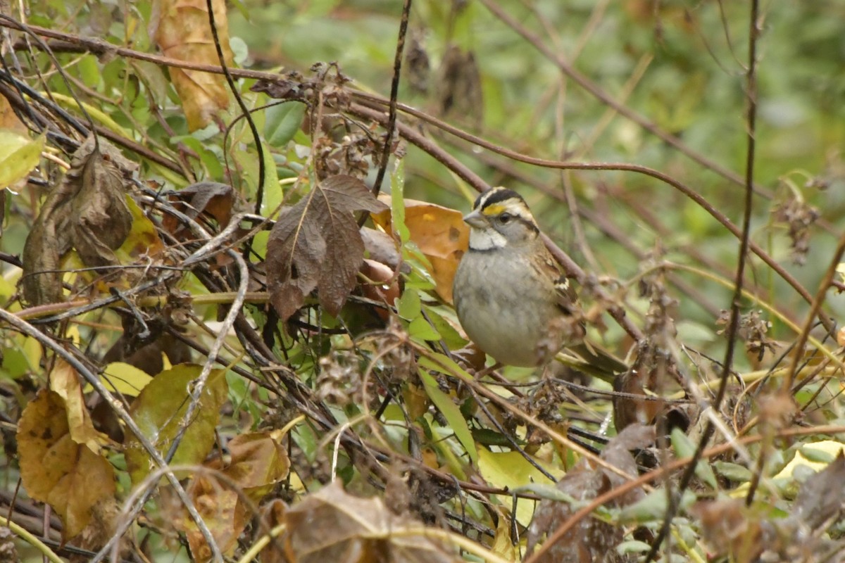 White-throated Sparrow - ML645669489