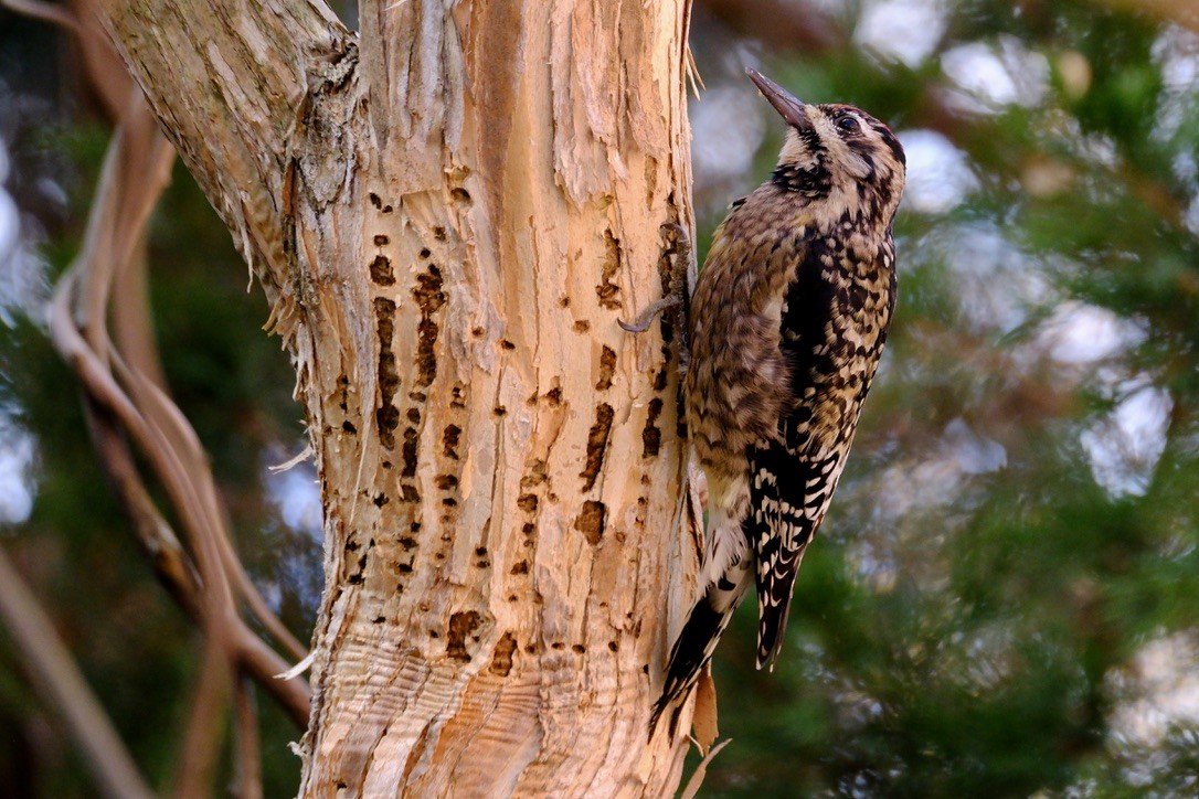 Yellow-bellied Sapsucker - ML645669490