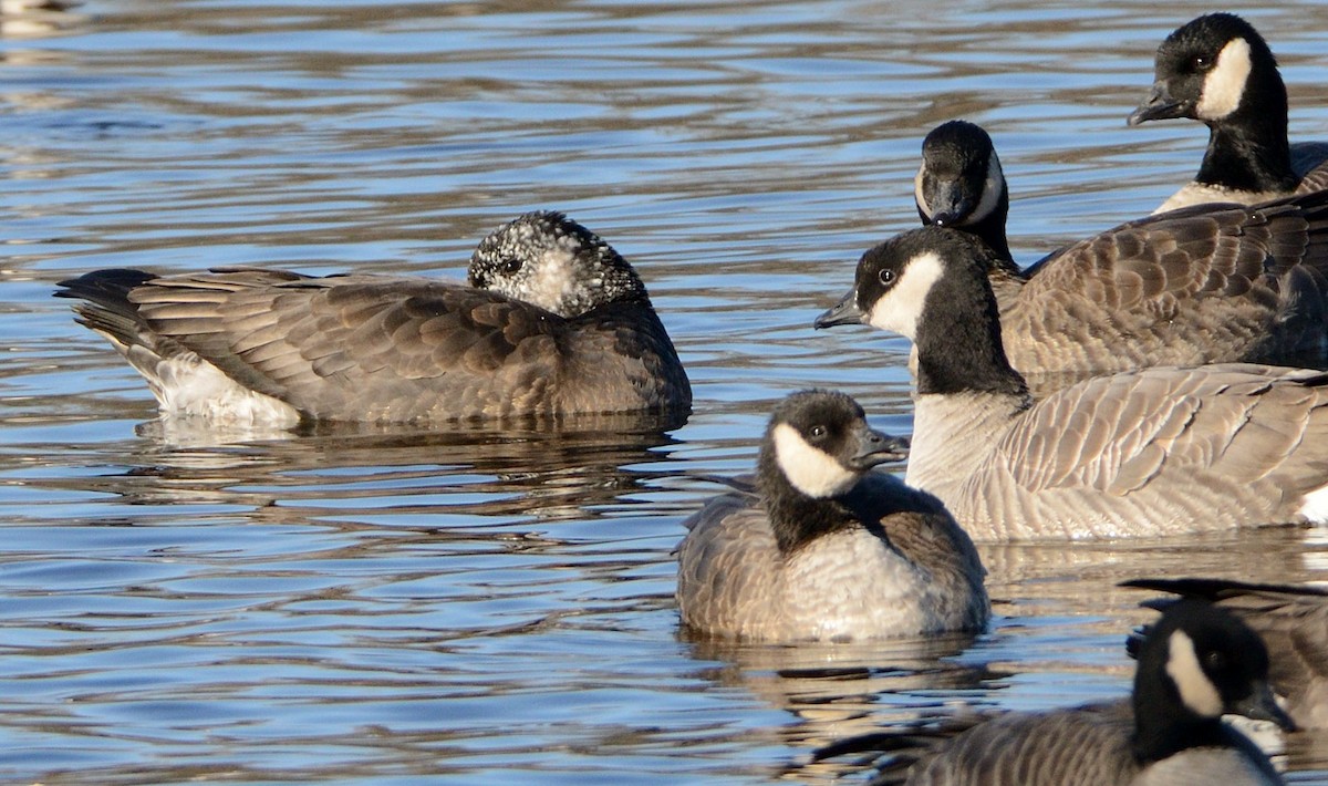 Snow x Cackling Goose (hybrid) - ML645669494