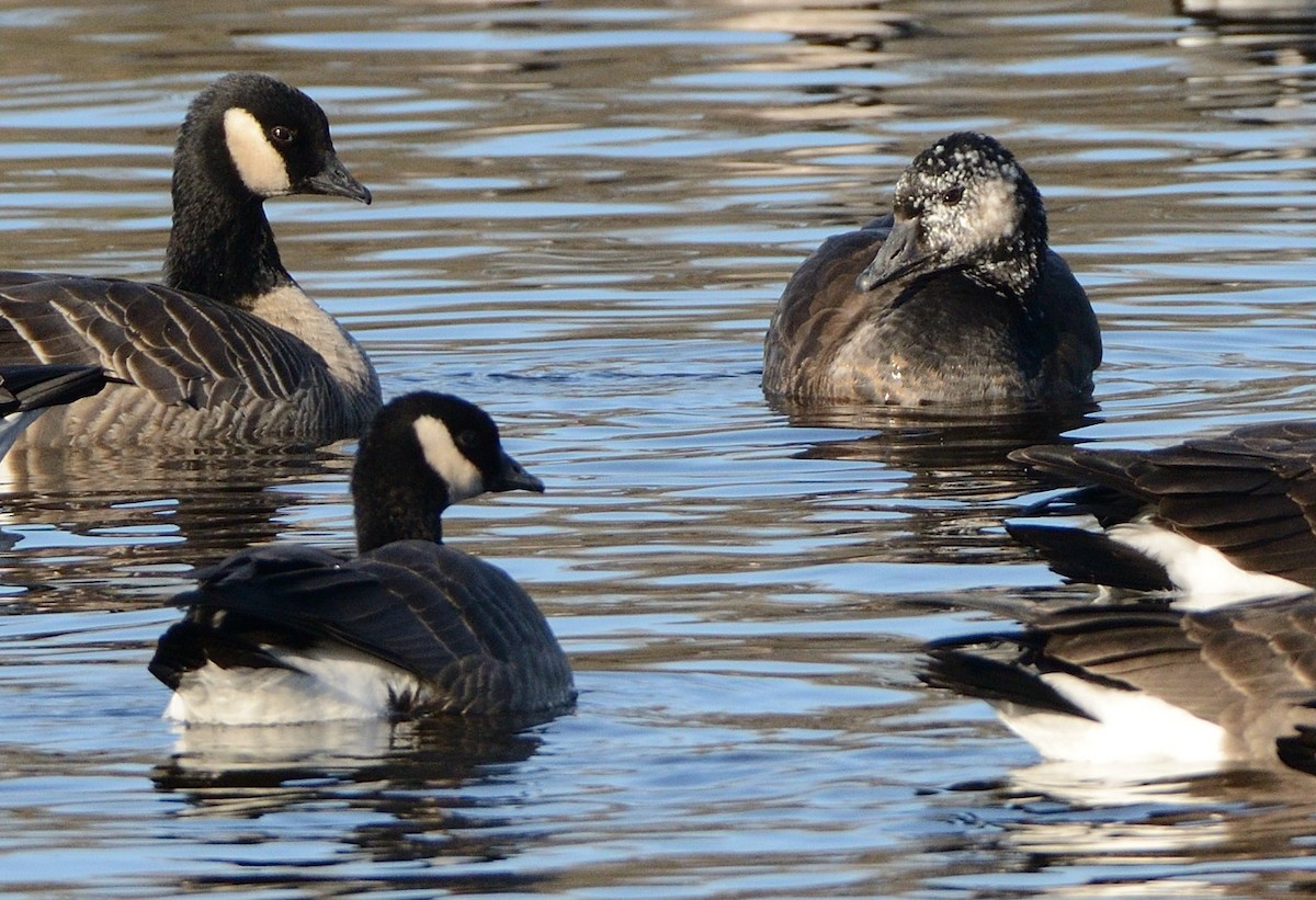 Snow x Cackling Goose (hybrid) - ML645669495