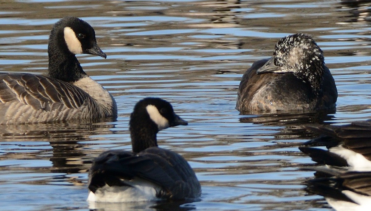 Snow x Cackling Goose (hybrid) - ML645669496