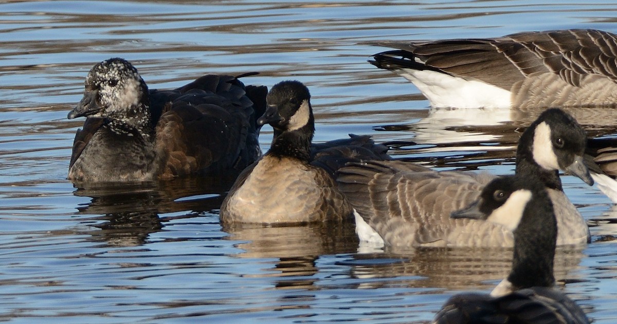 Snow x Cackling Goose (hybrid) - ML645669497