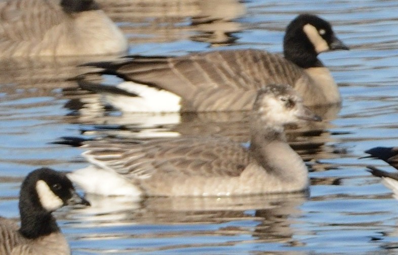 Snow x Cackling Goose (hybrid) - ML645669498