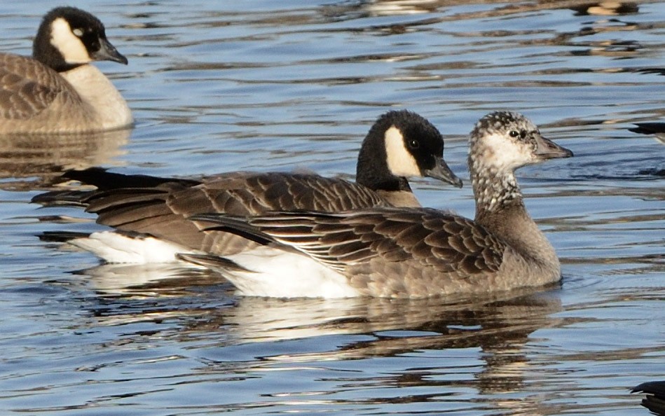 Snow x Cackling Goose (hybrid) - ML645669499