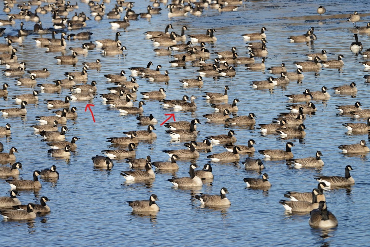 Snow x Cackling Goose (hybrid) - ML645669500