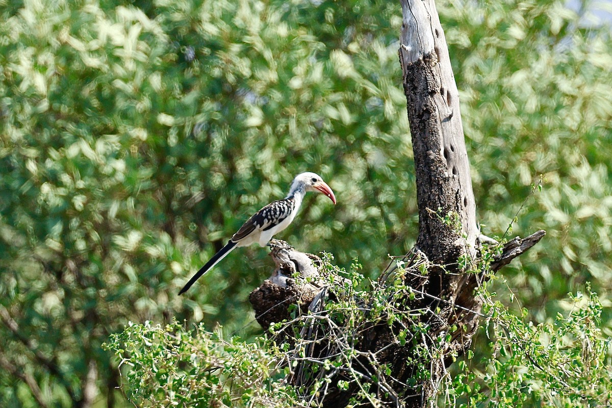 Northern Red-billed Hornbill - ML645669502