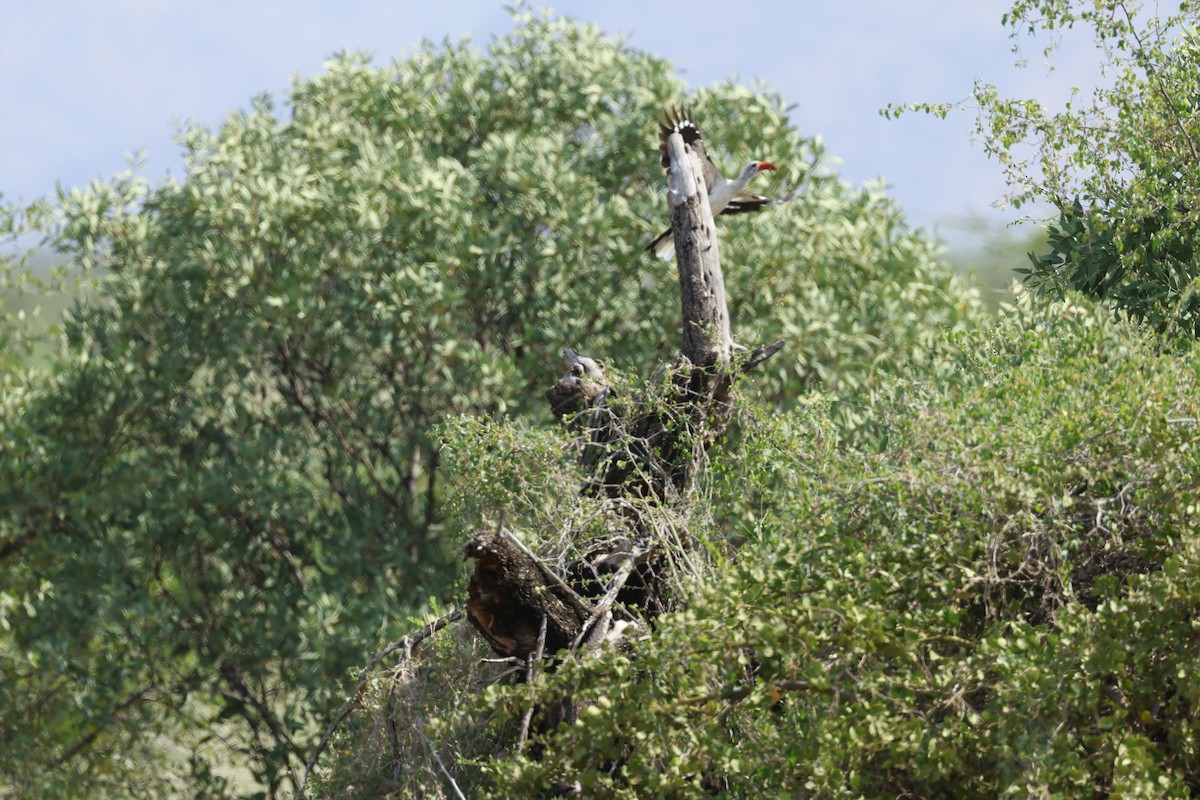 Northern Red-billed Hornbill - ML645669504