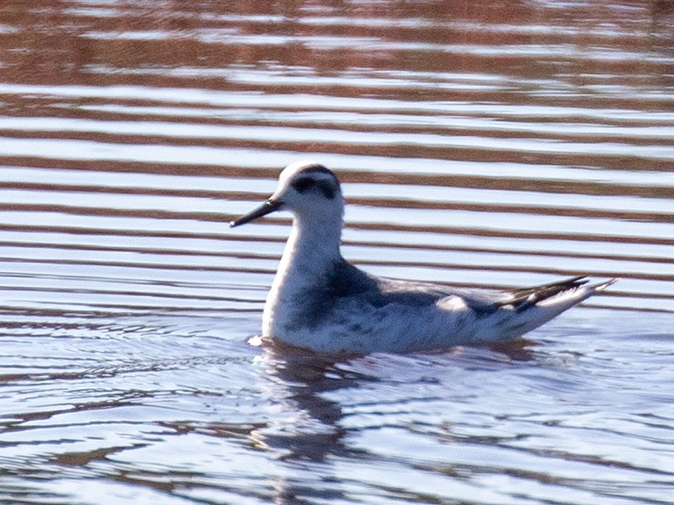 Red Phalarope - ML645669505