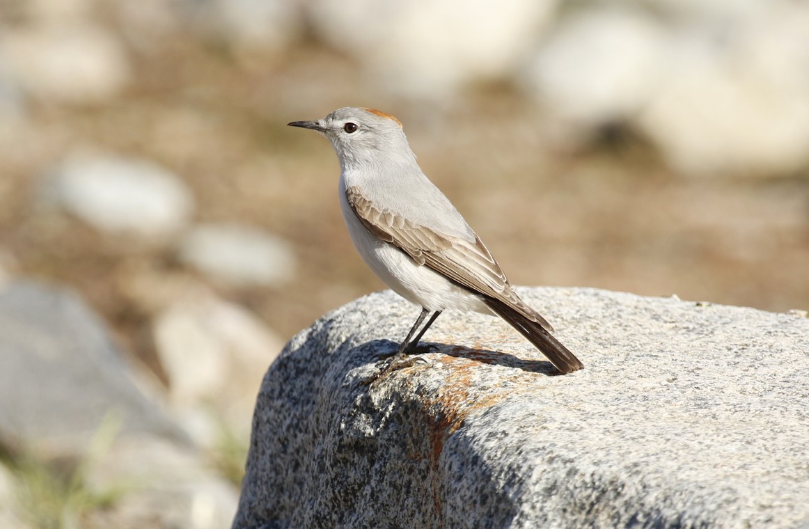 Дормілон блідий - ML645669509