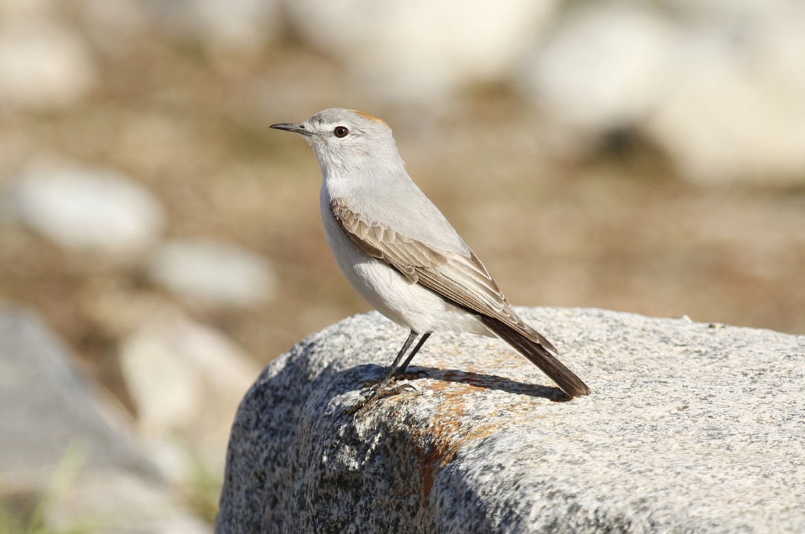 Дормілон блідий - ML645669510