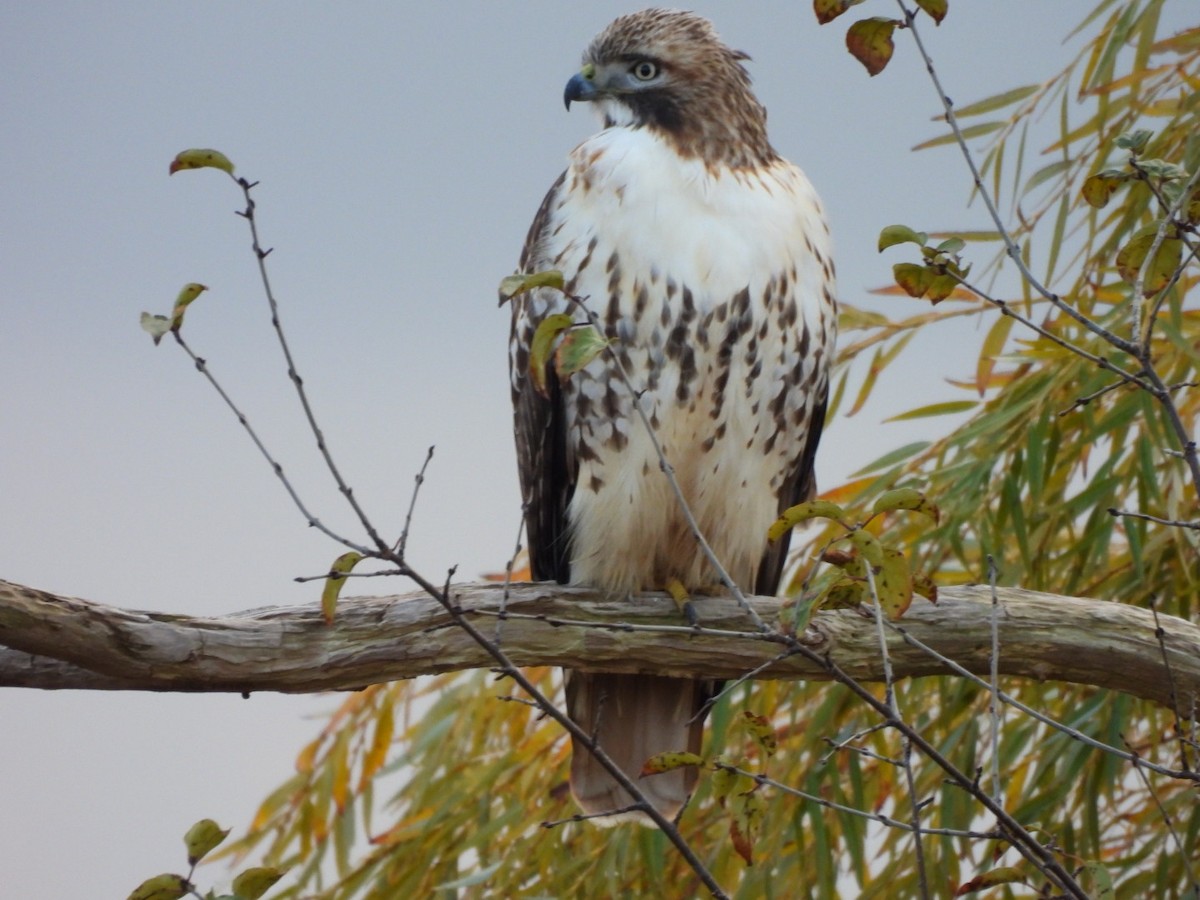 Red-tailed Hawk - ML645669511