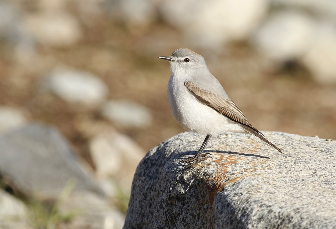 Дормілон блідий - ML645669519