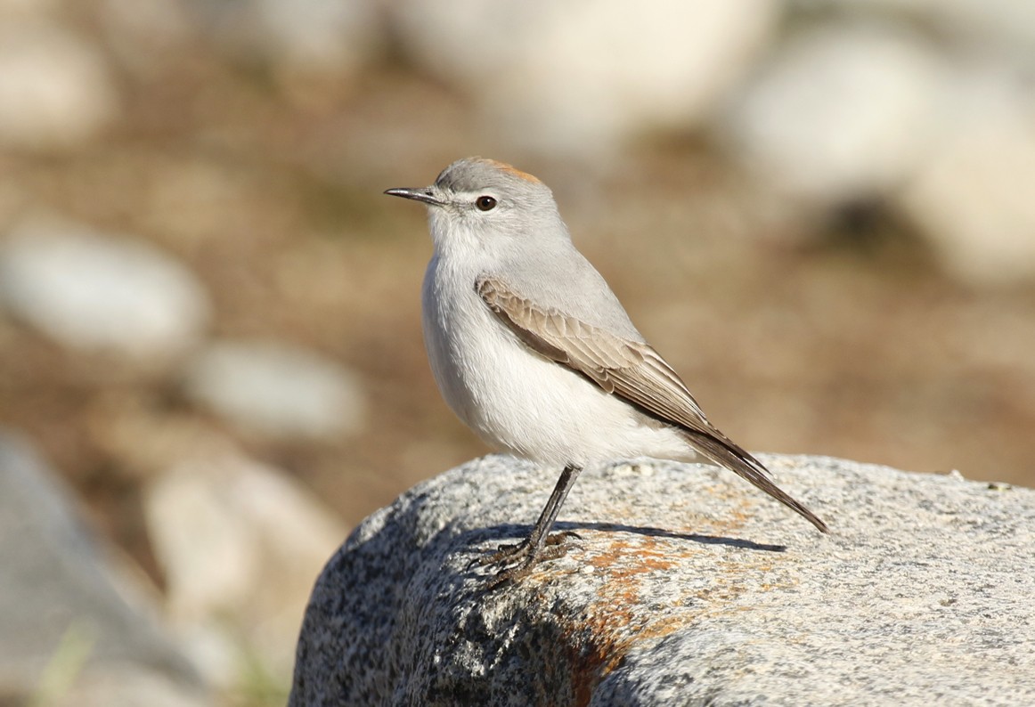 Дормілон блідий - ML645669520