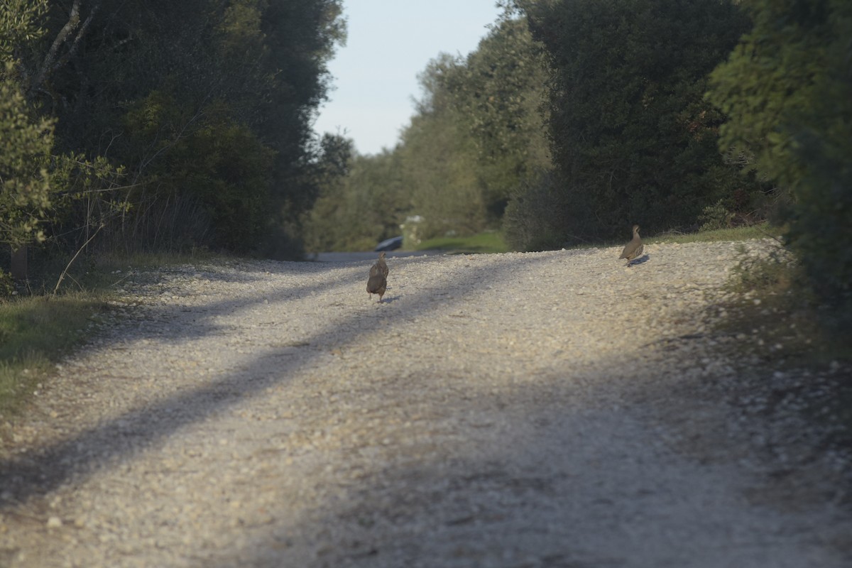 Red-legged Partridge - ML645669523