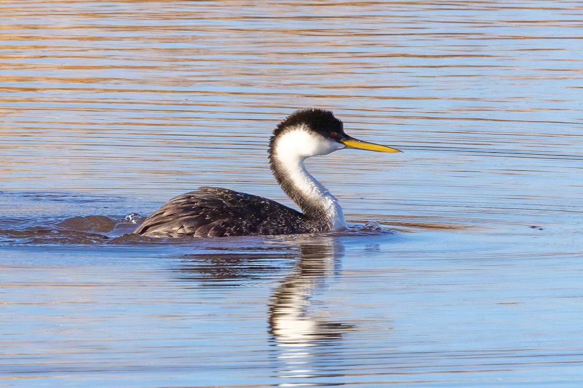 Western Grebe - ML645669543