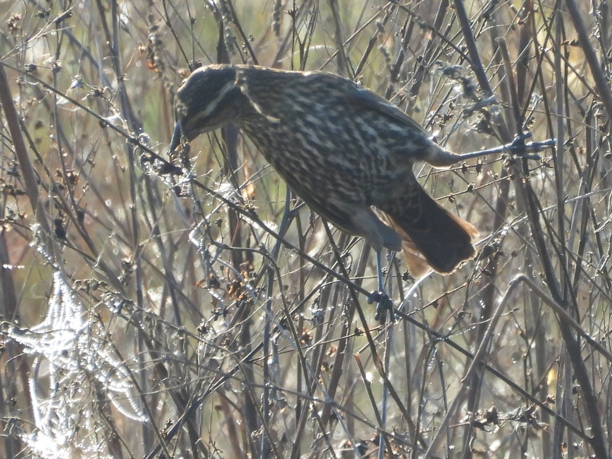 Red-winged Blackbird - ML645669544