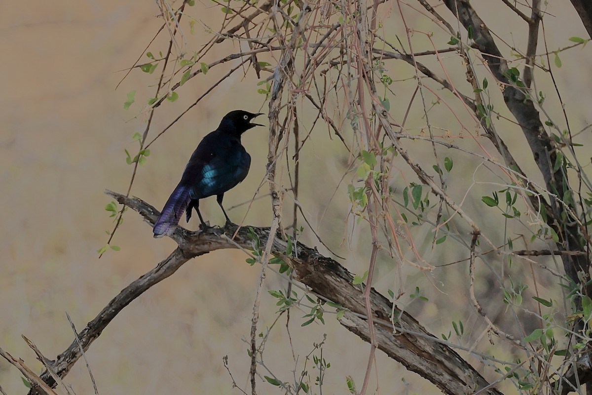 Rüppell's Starling - ML645669551